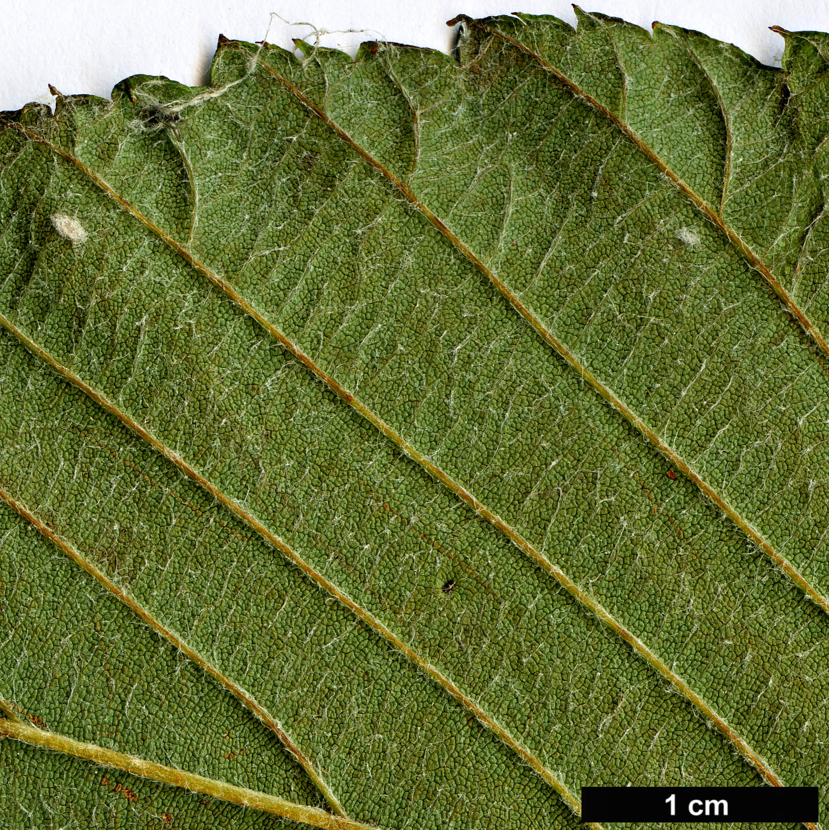 High resolution image: Family: Rosaceae - Genus: Sorbus - Taxon: heseltinei - SpeciesSub: var. glabrescens